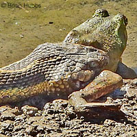 Giant Gartersnake hunt