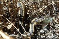 Giant Gartersnake hunt