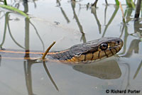 Giant Gartersnake