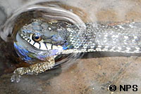 Coast Gartersnake