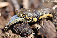 Two-striped Gartersnake