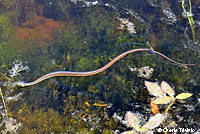 Two-striped Gartersnake