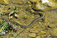 Two-striped Gartersnake