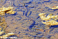 Two-striped Gartersnake