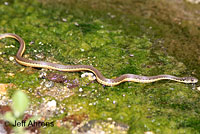 Two-striped Gartersnake
