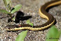 Two-striped Gartersnake