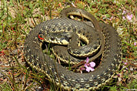 Two-striped Gartersnake