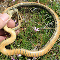 Two-striped Gartersnake