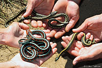 Valley Gartersnake