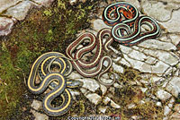 Gartersnakes