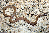 Smith's Black-headed Snake