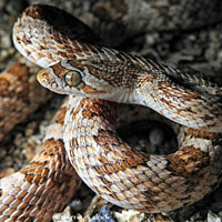 California Lyresnake