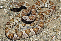 California Lyresnake