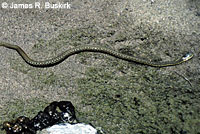 Marcy's Checkered Gartersnake