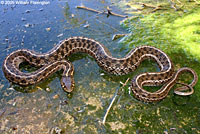 Marcy's Checkered Gartersnake