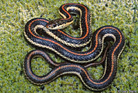 Northwestern Gartersnake