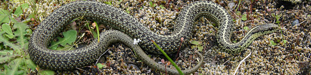 Northwestern Gartersnake