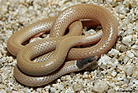 Western Black-headed Snake