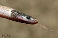 Western Black-headed Snake