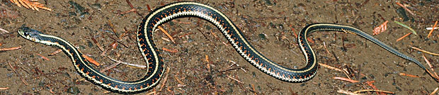 Valley Gartersnake