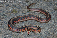 California Red-sided Gartersnake