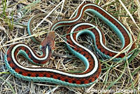 California Red-sided Gartersnake