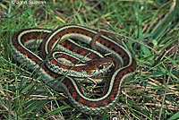 California Red-sided Gartersnake
