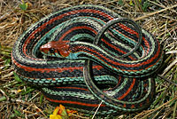 San Francisco Gartersnake