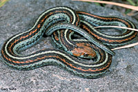 San Francisco Gartersnake