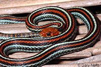 San Francisco Gartersnake