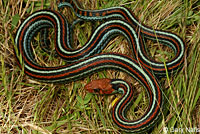 San Francisco Gartersnake