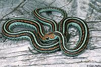 San Francisco Gartersnake