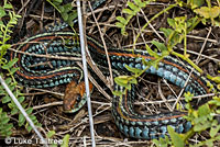 San Francisco Gartersnake