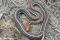 San Francisco Gartersnake