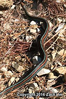 San Francisco Gartersnake