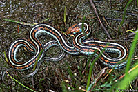 San Francisco Gartersnake