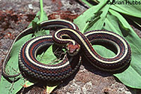 San Francisco Gartersnake