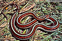 San Francisco Gartersnake