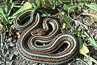 San Francisco Gartersnake