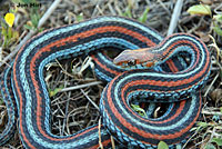 San Francisco Gartersnake