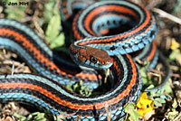 San Francisco Gartersnake