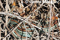 San Francisco Gartersnake