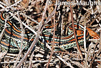 San Francisco Gartersnake