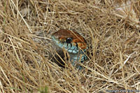 San Francisco Gartersnake