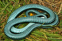 San Francisco Gartersnake