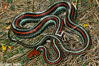 San Francisco Gartersnake