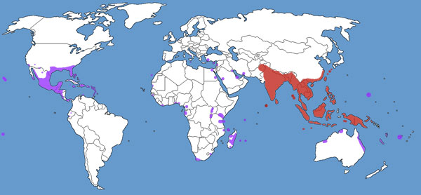 Brahminy Blindsnake California Range Map