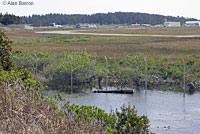 Red-eared Slider Habitat