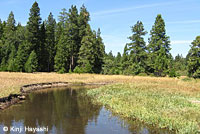 Pacific Pond Turtle Habitat