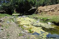 Pacific Pond Turtle Habitat